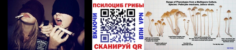 купить наркоту  Дальнегорск  Псилоцибиновые грибы GOLDEN TEACHER 